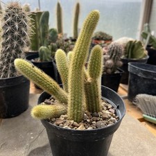 Cleistocactus winteri monkey usato  Civitella in Val di Chiana