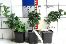 Ginkgo biloba troll gebraucht kaufen  Bad Bergzabern