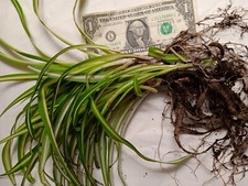 Mature variegated spider for sale  Greensboro