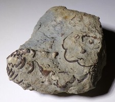 Trilobite calymene blumenbachi for sale  TELFORD