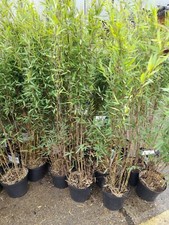 Fargesia nitida black for sale  EGHAM