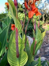 exotic canna plant plants for sale exotic canna plant plants for sale Ojai