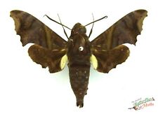 Enyo ocypete hawk for sale  SLEAFORD