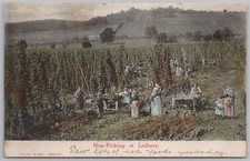Hop picking ledbury for sale  GLASGOW
