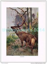 Sambar book illustration for sale  BOURNEMOUTH