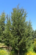 Graines cupressus sempervirens d'occasion  Sabres