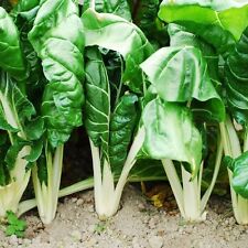 Swiss chard fordhook for sale  SALISBURY