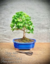 Ginkgo biloba mariken gebraucht kaufen  Golßen