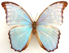Morpho godartii asarpai gebraucht kaufen Morpho godartii asarpai gebraucht kaufen  München
