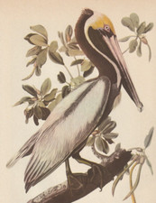 1944 audubon print for sale  Medina