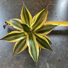 Agave lophanthus for sale  WEST MALLING