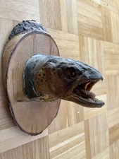 Fisch präpariert gebraucht kaufen  Karlsbad