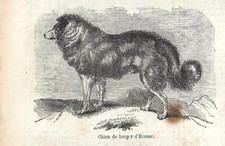 Stampa antica cane usato  Lecco
