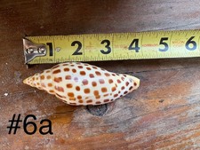 Scaphella junonia volute for sale  Wewahitchka