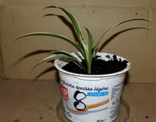 Jeune chlorophytum 8 d'occasion  La Voulte-sur-Rhône