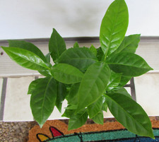 Live coffee tree for sale  Sarasota
