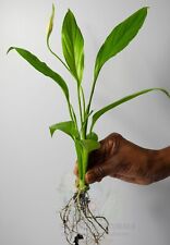 Peace lily spathiphyllum for sale  RAMSGATE