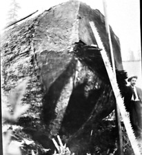 1907 photo negative for sale  Rancho Santa Margarita