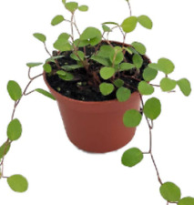 angel vine plants for sale angel vine plants for sale Modesto
