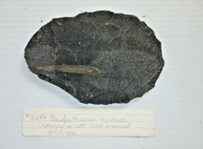Pseudorthoceras knoxense strai for sale  Bedford