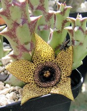 Orbea pulchella na sprzedaż  Wysyłka do Poland