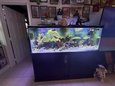 125 gallon saltwater for sale  West Palm Beach