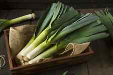 Giant musselburgh leek for sale  Deltona