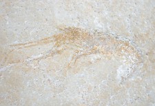 Malm mecochirus longimanatus gebraucht kaufen  Erlangen