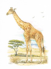 Giraffe paarhufer kunstdruck gebraucht kaufen  Berlin