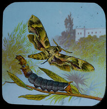 Elephant hawk moth for sale  HAYLE