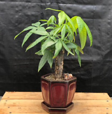 Money tree bonsai for sale  Patchogue