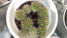 Cactus bébé boule d'occasion  Pfastatt