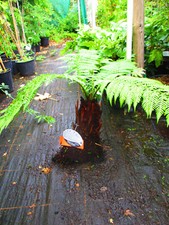 14inch trunk dicksonia for sale  OXFORD
