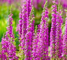 200x purple loosestrife for sale  DEWSBURY