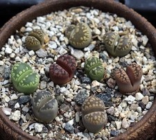 Mixed lithops otzeniana for sale  WOKINGHAM