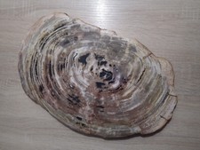 Tranche bois fossilisé d'occasion  Vannes