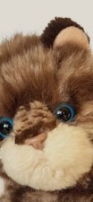 Small teddy kitten for sale  UK