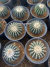Discocactus horstii cactus usato  Spedire a Italy