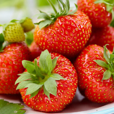 Strawberry korona early for sale  UK