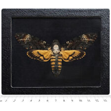 Acherontia atropos framed for sale  Sahuarita