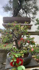 flowering bonsai for sale flowering bonsai for sale Houston
