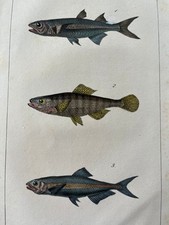 PEIXE ANCHOVA antigo e vintage da década de 1830 com estampa colorida à mão história natural comprar usado  Enviando para Brazil