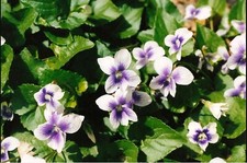 Wild violets mix for sale  Chester