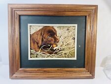 Chocolate lab puppy for sale  Toledo