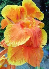 Canna tropicanna virus for sale  READING