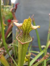 Sarracenia leviathan usato  Cittadella