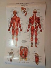 Muscular system skeletal for sale  Yakima