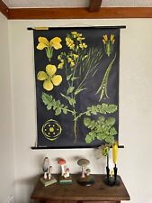 Vintage rapeseed school for sale  SCARBOROUGH