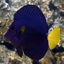 Purple tang live for sale  Gardena