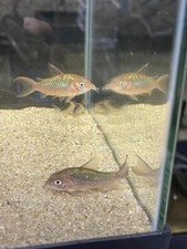 Cw005 pantanalensis corydoras for sale  San Jose